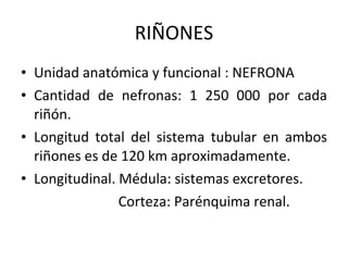RIÑONES Unidad anatómica y funcional : NEFRONA Cantidad de nefronas: 1 250 000 por cada riñón. Longitud total del sistema tubular en ambos riñones es de 120 km aproximadamente. Longitudinal. Médula: sistemas excretores.   Corteza: Parénquima renal. 