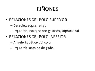 RIÑONES RELACIONES DEL POLO SUPERIOR Derecho: suprarrenal. Izquierdo: Bazo, fondo gástrico, suprarrenal RELACIONES DEL POLO INFERIOR Angulo hepático del colon Izquierda: asas de delgado. 