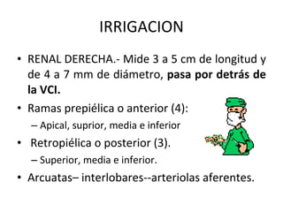 IRRIGACION RENAL DERECHA.- Mide 3 a 5 cm de longitud y de 4 a 7 mm de diámetro,  pasa por detrás de la VCI. Ramas prepiélica o anterior (4): Apical, suprior, media e inferior Retropiélica o posterior (3). Superior, media e inferior. Arcuatas– interlobares--arteriolas aferentes. 
