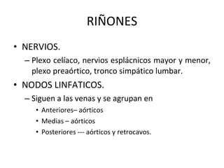 RIÑONES NERVIOS.  Plexo celíaco, nervios esplácnicos mayor y menor, plexo preaórtico, tronco simpático lumbar. NODOS LINFATICOS. Siguen a las venas y se agrupan en  Anteriores– aórticos Medias – aórticos Posteriores --- aórticos y retrocavos. 