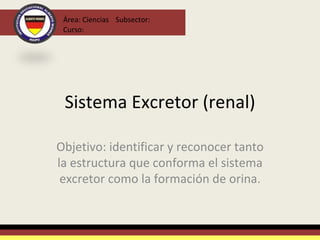 Sistema Excretor (renal) Objetivo: identificar y reconocer tanto la estructura que conforma el sistema excretor como la formación de orina. Área: Ciencias  Curso:  Subsector:  