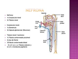    Nefrona:
   1) Corpúsculo renal
   2) Túbulo renal


   Corpúsculo renal:
   1) Glomérulo
   2) Cápsula glomerular (Bowman)


   Túbulo renal 3 sectores:
   1) Túbulo contorneado proximal
   2) Asa de Henle
   3)Túbulo contorneado distal
    De ahí van a un Túbulo colector y
    de ahí a Conductos papilares
 