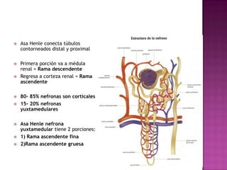    Asa Henle conecta túbulos
    contorneados distal y proximal

   Primera porción va a médula
    renal = Rama descendente
   Regresa a corteza renal = Rama
    ascendente

   80- 85% nefronas son corticales
   15- 20% nefronas
    yuxtamedulares

   Asa Henle nefrona
    yuxtamedular tiene 2 porciones:
   1) Rama ascendente fina
   2)Rama ascendente gruesa
 