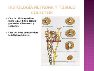    Capa de células epiteliales
    forma la pared de la cápsula
    glomerular, túbulo renal y
    conductos.


   Cada una tiene características
    histológicas distintivas
 