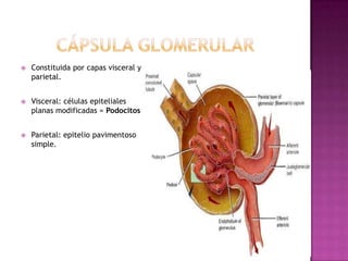    Constituida por capas visceral y
    parietal.


   Visceral: células epiteliales
    planas modificadas = Podocitos


   Parietal: epitelio pavimentoso
    simple.
 