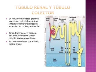    En túbulo contorneado proximal
    hay células epiteliales cúbicas
    simples con microvellosidades:
    aumentan secreción y excreción


   Rama descendente y primera
    parte de ascendente tienen
    epitelio pavimentoso simple
   Porción ascendente por epitelio
    cúbico simple
 