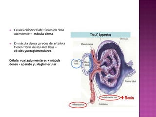    Células cilíndricas de túbulo en rama
    ascendente = mácula densa


   En mácula densa paredes de arteriola
    tienen fibras musculares lisas =
    células yuxtaglomerulares


Células yuxtaglomerulares + mácula
densa = aparato yuxtaglomerular
 