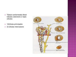    Túbulo contorneado distal
    túbulos colectores 2 tipos
    células:


   1)Células principales
   2) Células intercalares
 