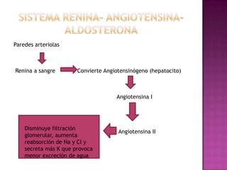Paredes arteriolas



Renina a sangre        Convierte Angiotensinógeno (hepatocito)



                                     Angiotensina I




    Disminuye filtración
                                      Angiotensina II
    glomerular, aumenta
    reabsorción de Na y Cl y
    secreta más K que provoca
    menor excreción de agua
 