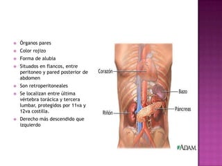    Órganos pares
   Color rojizo
   Forma de alubia
   Situados en flancos, entre
    peritoneo y pared posterior de
    abdomen
   Son retroperitoneales
   Se localizan entre última
    vértebra torácica y tercera
    lumbar, protegidos por 11va y
    12va costilla.
   Derecho más descendido que
    izquierdo
 