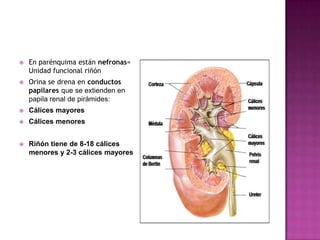    En parénquima están nefronas=
    Unidad funcional riñón
   Orina se drena en conductos
    papilares que se extienden en
    papila renal de pirámides:
   Cálices mayores
   Cálices menores


   Riñón tiene de 8-18 cálices
    menores y 2-3 cálices mayores
 