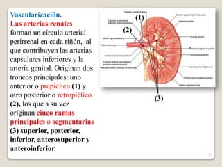 Riñones | PPTX