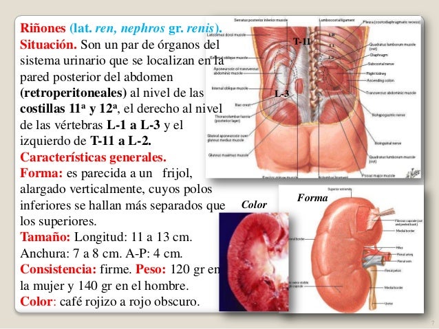 Medio De Fijacion De Los Riñones es.slideshare.net