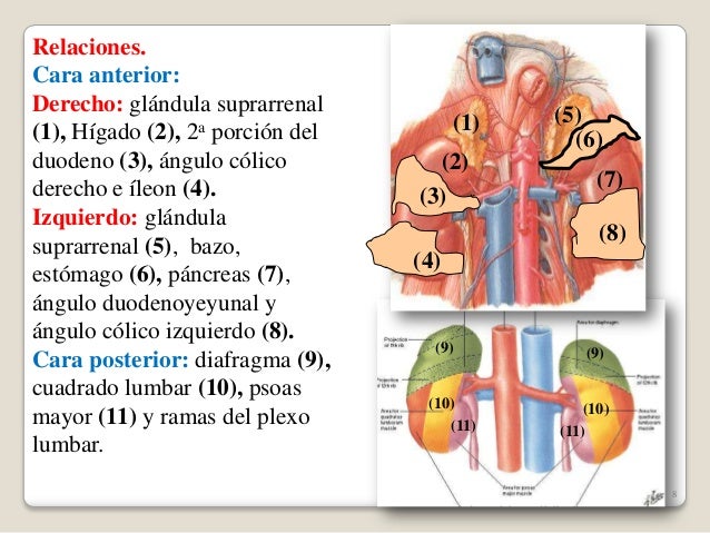 Riñones