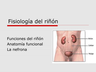 Fisiología del riñón


Funciones del riñón
Anatomía funcional
La nefrona
 