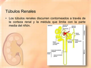 Anatomía de los Riñones | PPTX