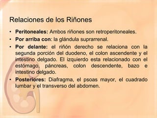 Anatomía de los Riñones | PPTX