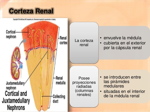 Anatomía de los Riñones