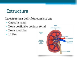 Anatomía y fisiología de Riñones. Insuficiencia Renal Aguda Crónica. | PPTX