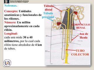 Riñones segunda parte | PPTX