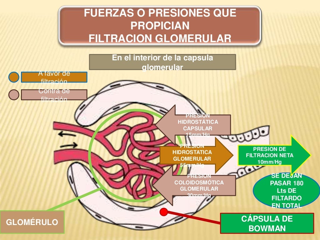 Riñones fuerzas de filtracion glomerular