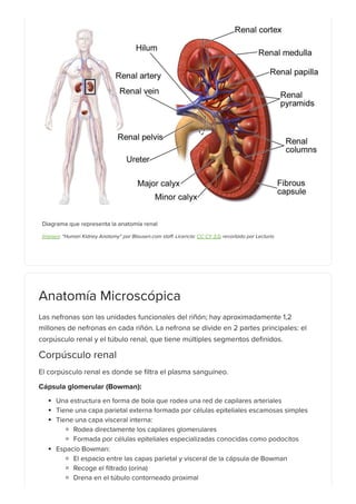 Riñones_ Anatomía | PDF