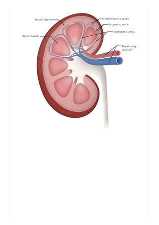 Riñones_ Anatomía | PDF