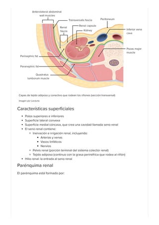Riñones_ Anatomía | PDF