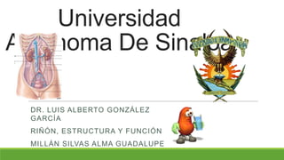 Universidad
Autónoma De Sinaloa
DR. LUIS ALBERTO GONZÁLEZ
GARCÍA
RIÑÓN, ESTRUCTURA Y FUNCIÓN
MILLÁN SILVAS ALMA GUADALUPE
 