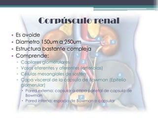 Corpúsculo renal
•   Es ovoide
•   Diametro 150um a 250um
•   Estructura bastante compleja
•   Comprende:
    ▫   Capilares glomerulares
    ▫   Vasos eferentes y aferentes (arteriolas)
    ▫   Células mesangiales de sostén
    ▫   Capa visceral de la capsula de Bowman (Epitelio
        glomerular)
         Pared externa: capsular o capa parietal de capsula de
          Bowman
         Pared interna: espacio de Bowman o capsular
 