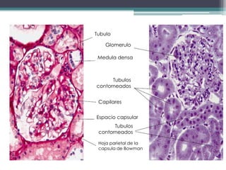 Tubulo

    Glomerulo

 Medula densa



      Tubulos
contorneados


 Capilares


Espacio capsular
       Tubulos
 contorneados

 Hoja parietal de la
 capsula de Bowman
 