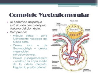 Complejo Yuxtoglomerular
• Se denomina así porque
  está situado cerca del polo
  vascular del glomérulo.
• Comprende:
  ▫ Mácula densa – zona
    fuertemente nucleada del
    túbulo distal.
  ▫ Células     lacis  o     de
    Goormaghtigh – células
    mesangiales
    extraglomerulares.
  ▫ Células yuxtaglomerulares
    – unidas a la capa media
    de la arteria aferente.
    Regulan la presión arterial.
 