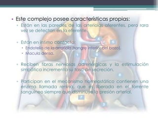 • Este complejo posee características propias:
  ▫ Están en las paredes de las arteriolas aferentes, pero rara
    vez se detectan en la eferente.

  ▫ Están en intimo contacto:
     Endotelio de la arteriola (sangre interior del bazo).
     Macula densa.

  ▫ Reciben fibras nerviosas adrenérgicas y la estimulación
    simpática incrementa su tasa de secreción.

  ▫ Participan en el mecanismo homeostático contienen una
    enzima llamada renina, que es liberada en el torrente
    sanguíneo siempre que disminuye la presión arterial.
 