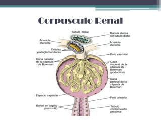 Corpusculo Renal
 