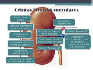 Células Yuxtoglomerulares
      Renina en el
        torrente
                                                  Cantidad >
                                                 angiotensina II
 Globulina plasmática:
  angiotensinogeno
                             Musc. Liso en la pared         Corteza Suprarenal
     Angiotensina I            de las arteriolas
       (inactiva)                                              Aldosteorna:
                              Disminuye el diámetro        Hormonas que actúan
  Peptidil dipeptidasa o     internos de las arteriolas        en los túbulos
  enzima convertidora                                      contorneados distales
                                                              y los colectores
                             Incrementa la presión
     Octapeptido
     angiotensina II

  Constricción arteriolar
(aumenta presión arterial)
 