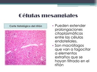 Células mesangiales
Corte histológico del riñón   • Pueden extender
                                prolongaciones
                                citoplasmáticas
                                entre las células
                                endoteliales.
                              • Son macrófagos
                                que van a fagocitar
                                a elementos
                                extraños que se
                                hayan filtrado en el
                                riñón
 