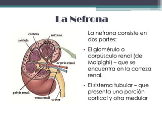 La Nefrona
      La nefrona consiste en
      dos partes:
     • El glomérulo o
       corpúsculo renal (de
       Malpighi) – que se
       encuentra en la corteza
       renal.
     • El sistema tubular – que
       presenta una porción
       cortical y otra medular
 