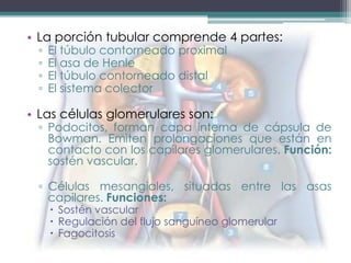 • La porción tubular comprende 4 partes:
 ▫   El túbulo contorneado proximal
 ▫   El asa de Henle
 ▫   El túbulo contorneado distal
 ▫   El sistema colector

• Las células glomerulares son:
 ▫ Podocitos, forman capa interna de cápsula de
   Bowman. Emiten prolongaciones que están en
   contacto con los capilares glomerulares. Función:
   sostén vascular.

 ▫ Células mesangiales, situadas entre las asas
   capilares. Funciones:
      Sostén vascular
      Regulación del flujo sanguíneo glomerular
      Fagocitosis
 