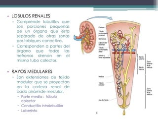 • LOBULOS RENALES
  ▫ Comprende lobulillos que
    son porciones pequeñas
    de un órgano que esta
    separado de otras zonas
    por tabiques conectivo.
  ▫ Corresponden a partes del
    órgano que todas las
    nefronas drenan en el
    mismo tubo colector.

• RAYOS MEDULARES
  ▫ Son extensiones de tejido
    medular que se proyectan
    en la corteza renal de
    cada pirámide medular.
     Parte media : túbulo
      colector
     Conductillo intralobulillar
     Laberinto
 