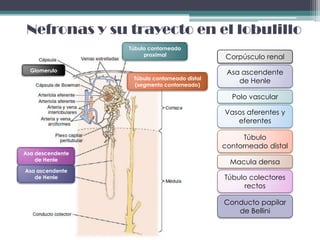 Nefronas y su trayecto en el lobulillo
                  Túbulo contorneado
                       proximal                Corpúsculo renal
  Glomerulo                                     Asa ascendente
                   Túbulo contorneado distal
                   (segmento contorneado)
                                                   de Henle

                                                 Polo vascular

                                               Vasos aferentes y
                                                  eferentes

                                                     Túbulo
                                               contorneado distal
Asa descendente
    de Henle                                     Macula densa
Asa ascendente
   de Henle                                    Túbulo colectores
                                                    rectos

                                               Conducto papilar
                                                  de Bellini
 