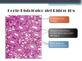 Corte Histológico del Riñón 10x
                   Capilares con
                   sangre



                   Túbulos conectores;
                   control de la absorción
                   del agua


                   Parte delgada
                   del asa de Henle
 