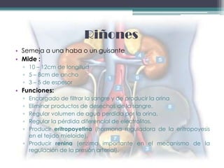 Riñones
• Semeja a una haba o un guisante
• Mide :
  ▫ 10 – 12cm de longitud
  ▫ 5 – 8cm de ancho
  ▫ 3 – 5 de espesor
• Funciones:
  ▫ Encargado de filtrar la sangre y de producir la orina
  ▫ Eliminar productos de desechos de la sangre.
  ▫ Regular volumen de agua perdida por la orina.
  ▫ Regular la pérdida diferencial de electrolitos.
  ▫ Producir eritropoyetina (hormona reguladora de la eritropoyesis
    en el tejido mieloide).
  ▫ Producir renina (enzima importante en el mecanismo de la
    regulación de la presión arterial).
 