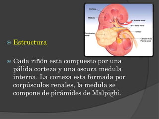 Riñones, uréteres y glándulas suprarrenales | PPT