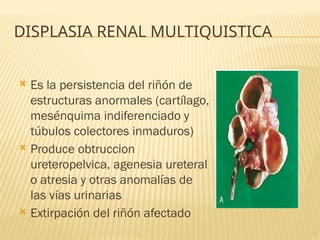 Riñon Parte 2.pptx.diapositivas.gratis.medicina | PPTX