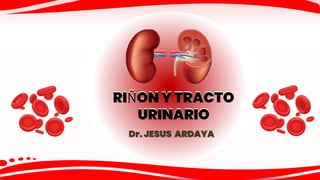 RIÑON Y TRACTO
URINARIO
RIÑON Y TRACTO
URINARIO
Dr. JESUS ARDAYA
 