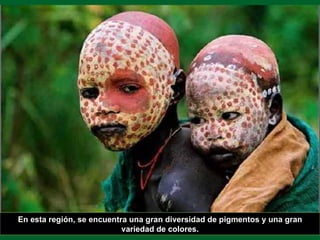 En esta región, se encuentra una gran diversidad de pigmentos y una gran variedad de colores. 