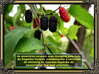As amoreiras ocupam suas margens pelo lado do Engenho Central, embelezando e servindo de alimento às diversas espécies de passarinhos que aqui procriam... 