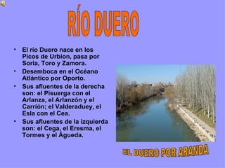 El río Duero nace en los Picos de Urbion, pasa por Soria, Toro y Zamora. Desemboca en el Océano Atlántico por Oporto. Sus afluentes de la derecha son: el Pisuerga con el Arlanza, el Arlanzón y el Carrión; el Valderaduey, el Esla con el Cea. Sus afluentes de la izquierda son: el Cega, el Eresma, el Tormes y el Águeda. RÍO DUERO EL DUERO POR ARANDA 