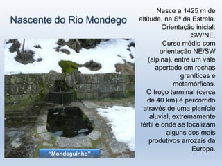 Nascente do Rio Mondego
“Mondeguinho”
Nasce a 1425 m de
altitude, na Sª da Estrela.
Orientação inicial:
SW/NE.
Curso médio com
orientação NE/SW
(alpina), entre um vale
apertado em rochas
graníticas e
metamórficas.
O troço terminal (cerca
de 40 km) é percorrido
através de uma planície
aluvial, extremamente
fértil e onde se localizam
alguns dos mais
produtivos arrozais da
Europa.
 