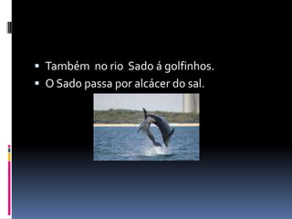 Também  no rio  Sado á golfinhos.O Sado passa por alcácer do sal.    